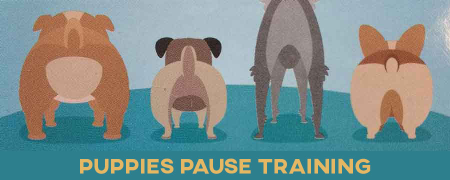 Puppies Pause Training
